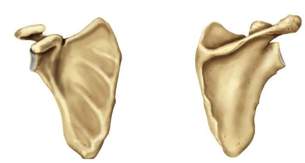 Плоские кости фото Anterior and Posterior view of the Scapula Diagram Quizlet