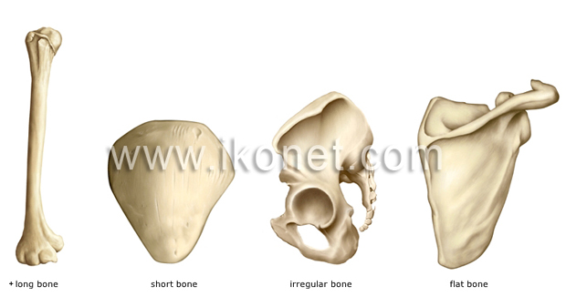 Плоские кости фото The human skeleton Visual Dictionary