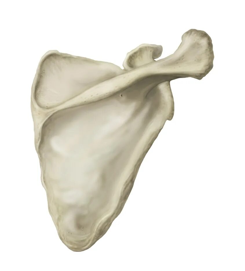 Плоские кости фото Scapula Illustration by Drawn to Medicine Medical Illustration & Animation