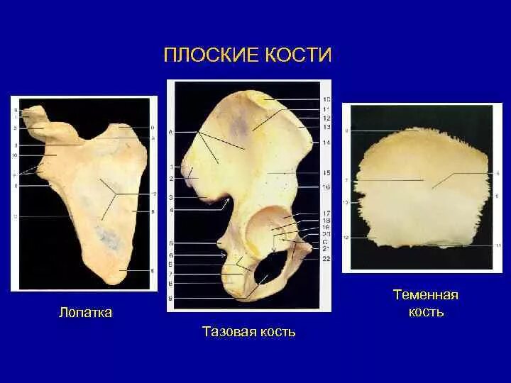 Плоские кости фото Плоские кости список