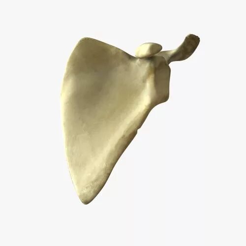 Плоские кости фото Scapula Bone 3D model CGTrader