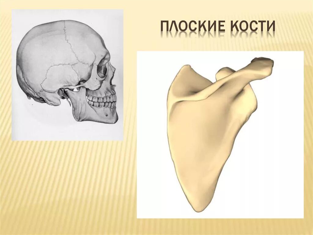 Плоские кости фото Схема плоской кости человека