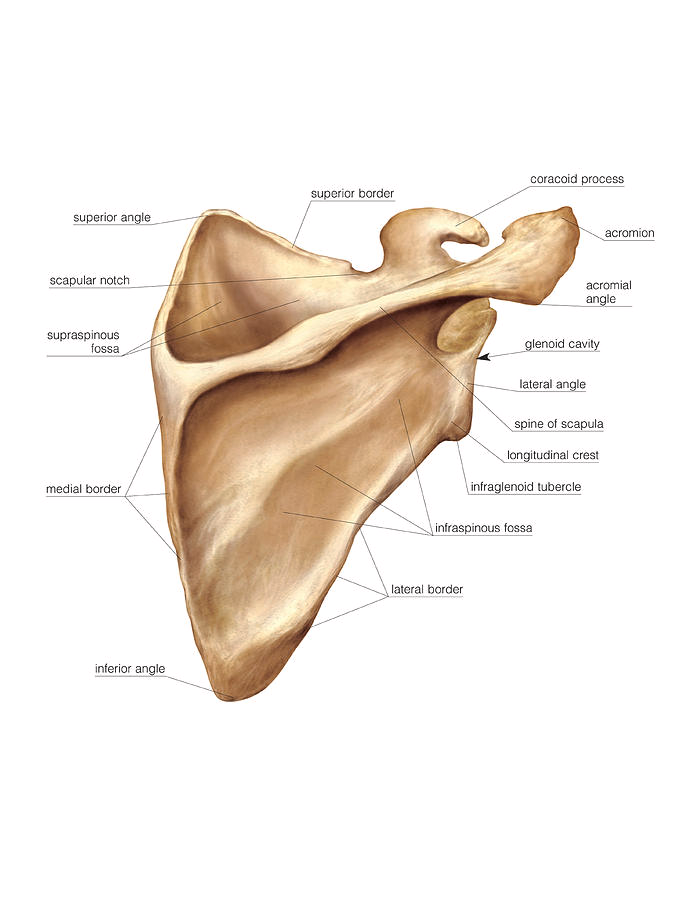 Плоские кости фото left scapula anterior view - Google Search, 2019