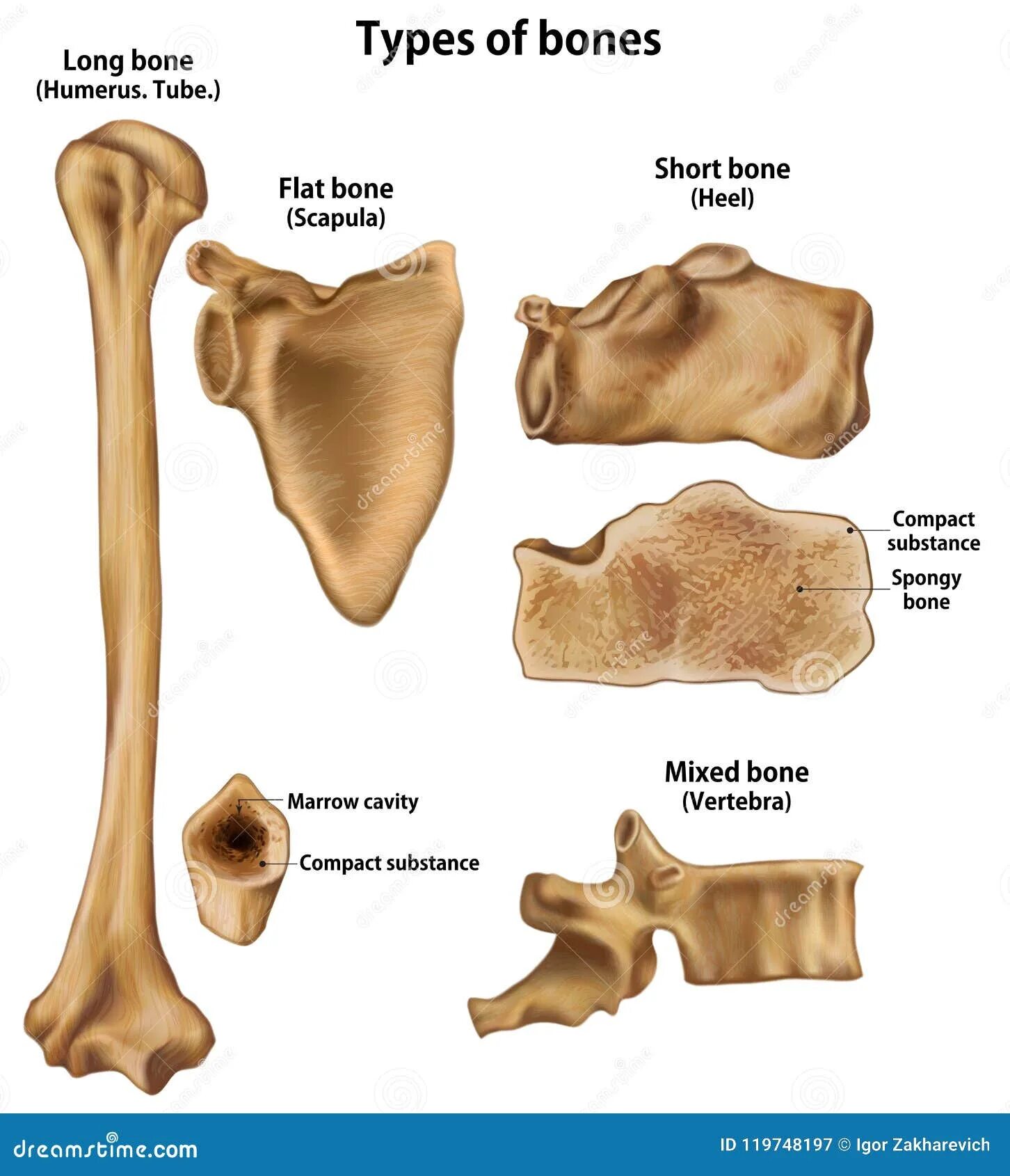 Плоские кости фото Types of bones stock illustration. Illustration of lateral - 119748197