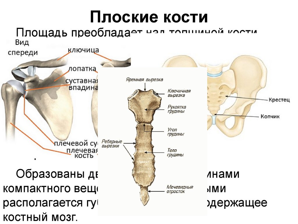 Плоские кости фото Картинки ПЛОСКИЕ КОСТИ ХАРАКТЕРИСТИКА