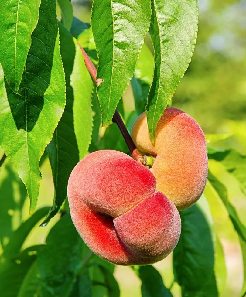 Плоские персики фото Pêche plate 'Donut' Peach trees, Fruit trees for sale, Fruit trees