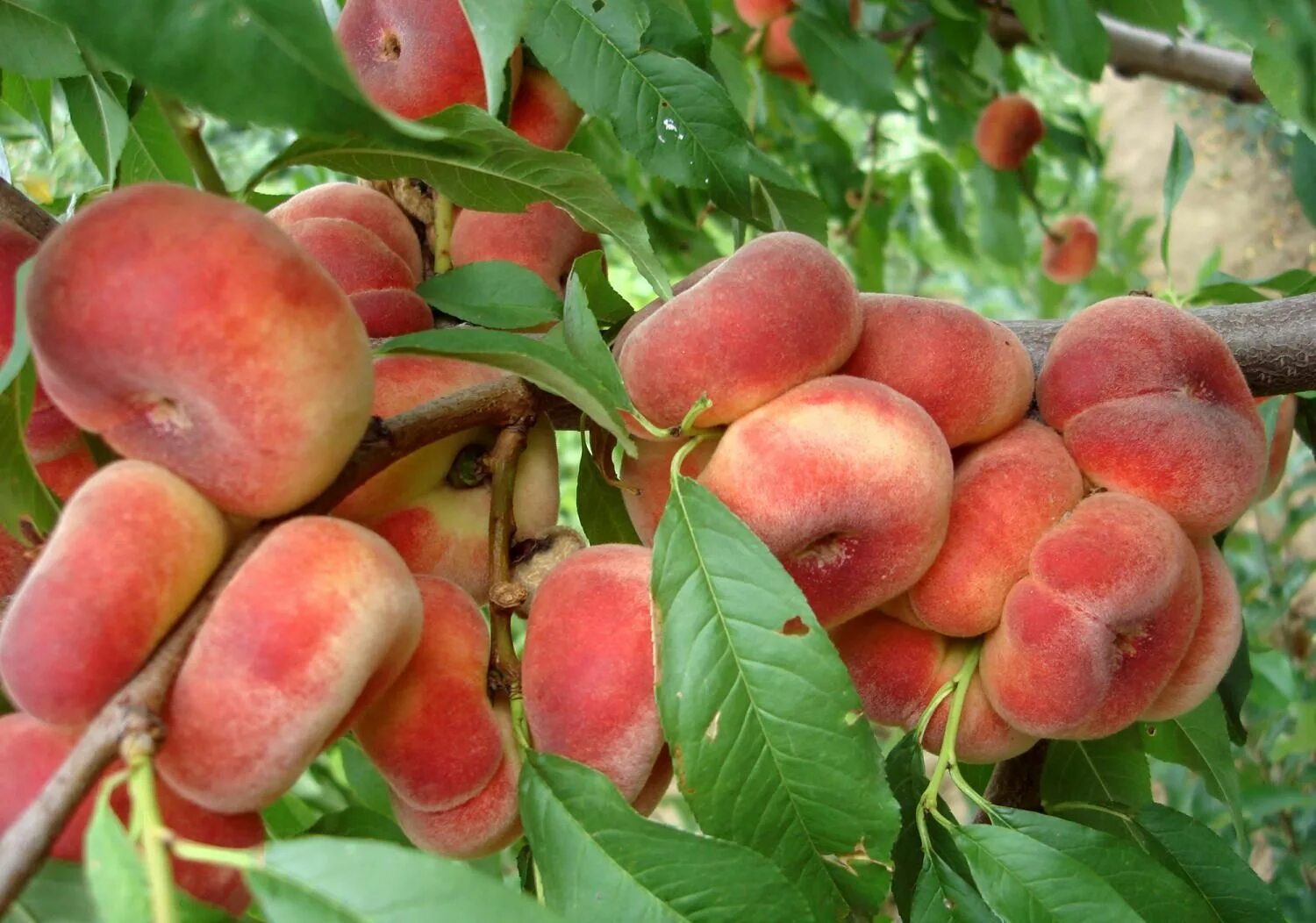 Плоские персики фото Pin by petrica lupu on gradina Fruit garden, Fruit trees, Fruit