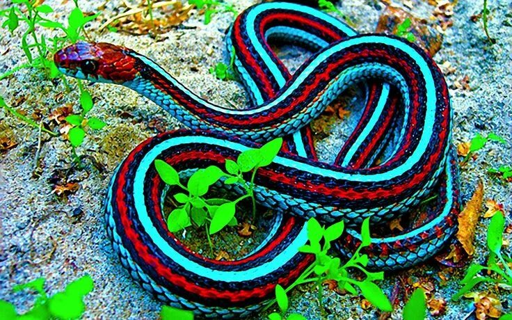 Плоские змеи фото Pin on Red and Blue Beautiful snakes, Colorful animals, Pet snake