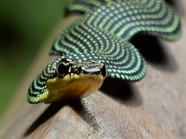 Плоские змеи фото Paradise Tree Snake Madagascar animals, Reptiles and amphibians, Snake
