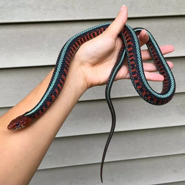 Плоские змеи фото 20 Sights From Nature That Are Mind Blowing Pet snake, Cute snake, Snake