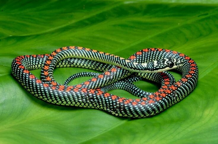 Плоские змеи фото View topic - Borneo Dispatches #57: Paradise Flying Snake Beautiful snakes, Snak