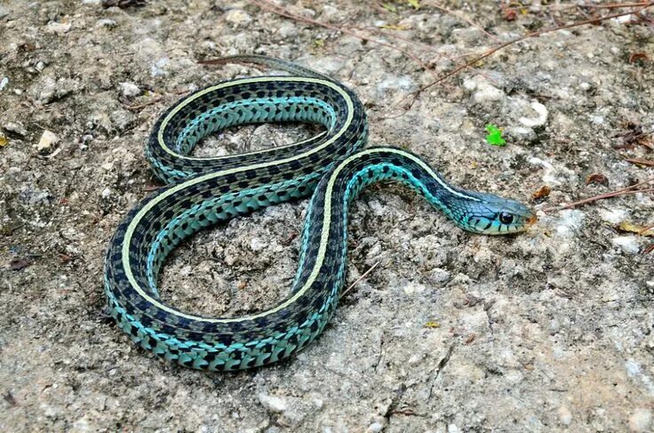 Плоские змеи фото Pretty blue garter snake. Garter snake, Pet snake, Creepy animals