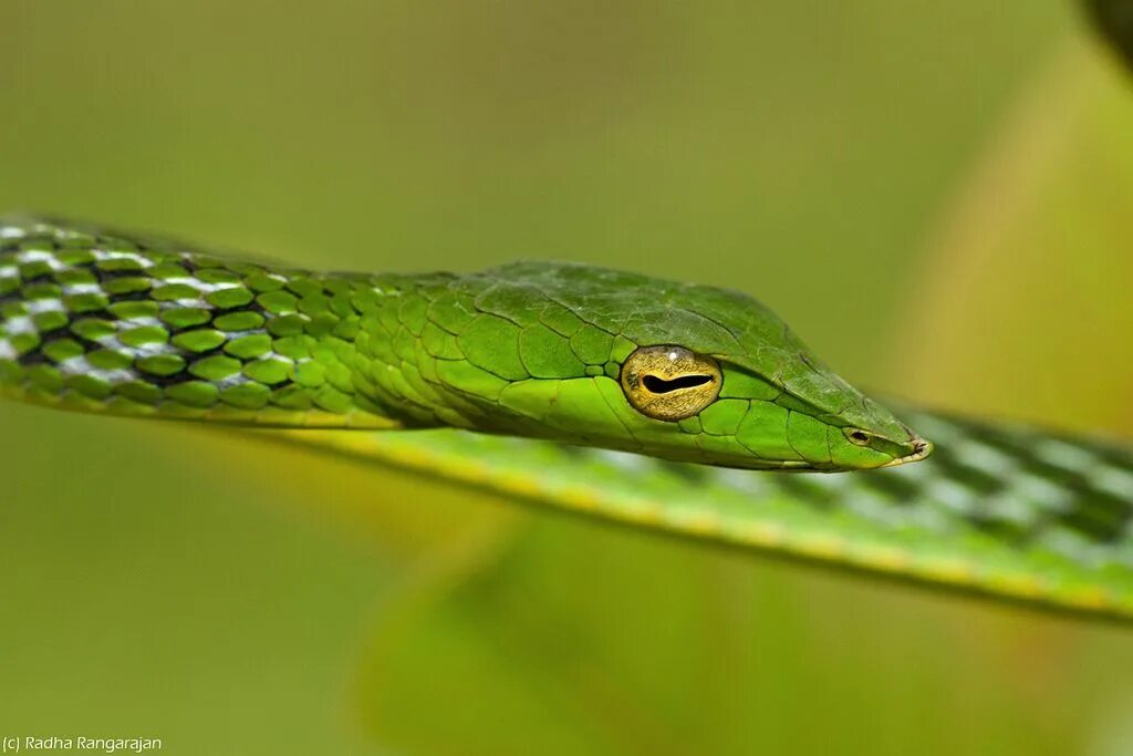 Плоские змеи фото Green Vine Snake Vine snake, Snake, Vines