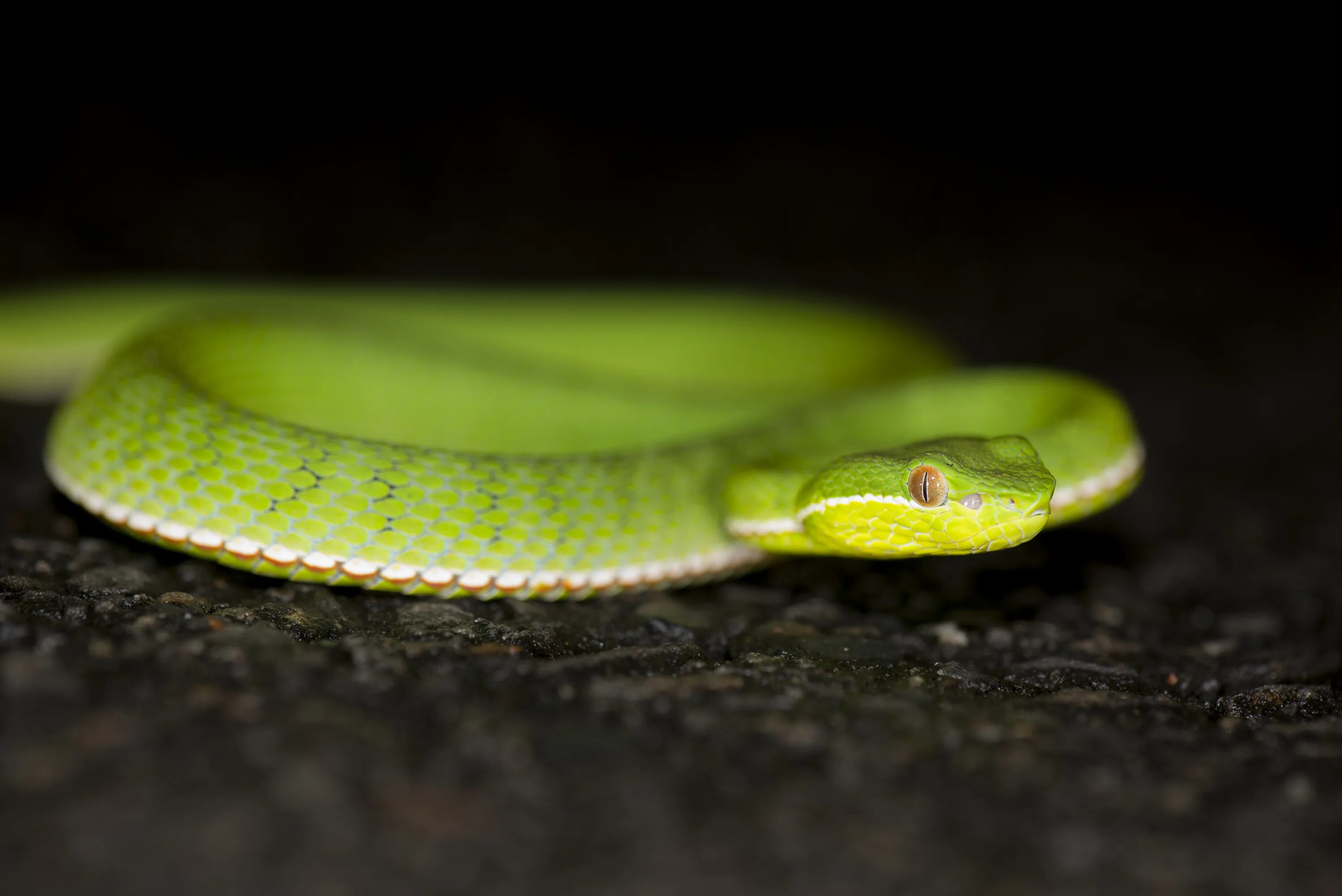 Плоские змеи фото File:Trimeresurus stejnegeri (34131660004).jpg - Wikimedia Commons
