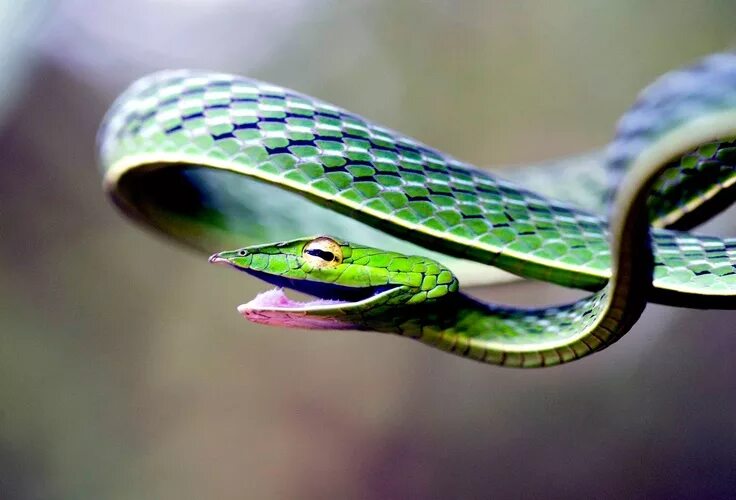Плоские змеи фото Smiling snake. Животные, Потрясающие фотографии, Фотографии животных