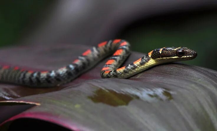 Плоские змеи фото Colourful twin-banded flying snake (Chrysopelea pelias) Reptiles and amphibians,