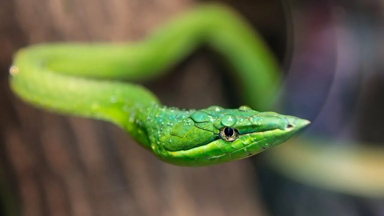 Плоские змеи фото Snake top 100 types of snakes in the world - YouTube
