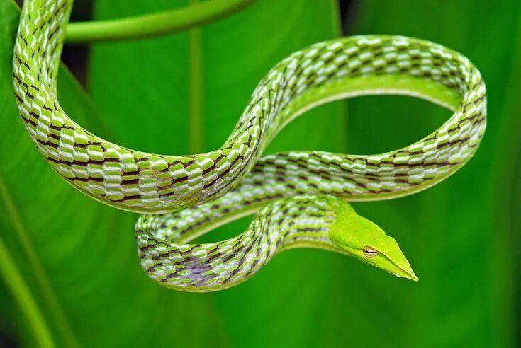 Плоские змеи фото 9 Gorgeous Snake Species Around the World Vine snake, Beautiful snakes, Snake