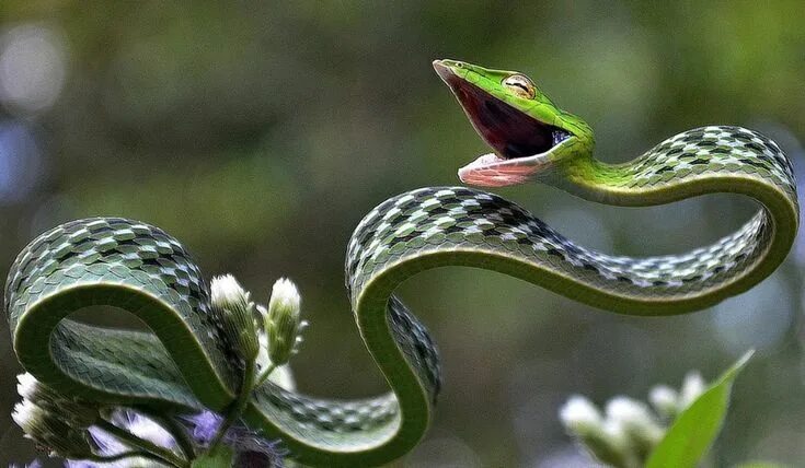Плоские змеи фото Плетевидка. Уникальная плоская змея Vine snake, Snake, Snake images