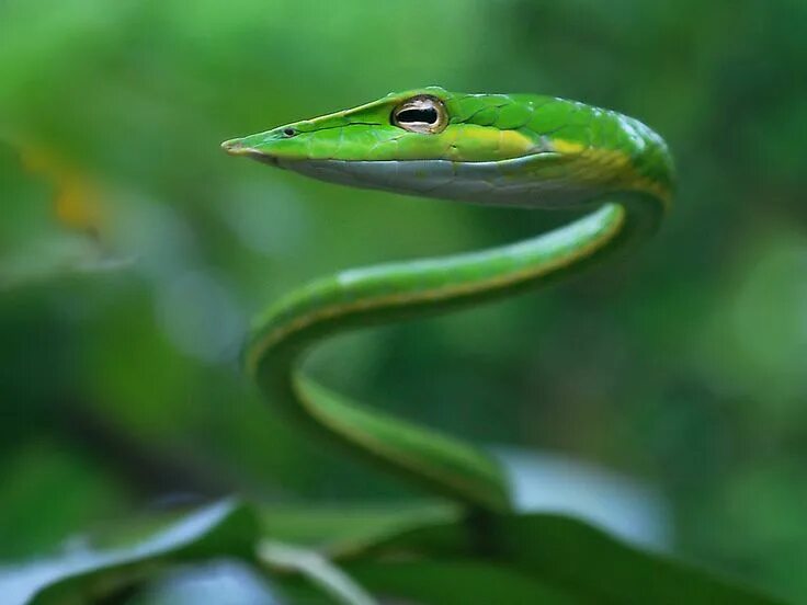 Плоские змеи фото Green vine snake Vine snake, Snake, Garden snakes