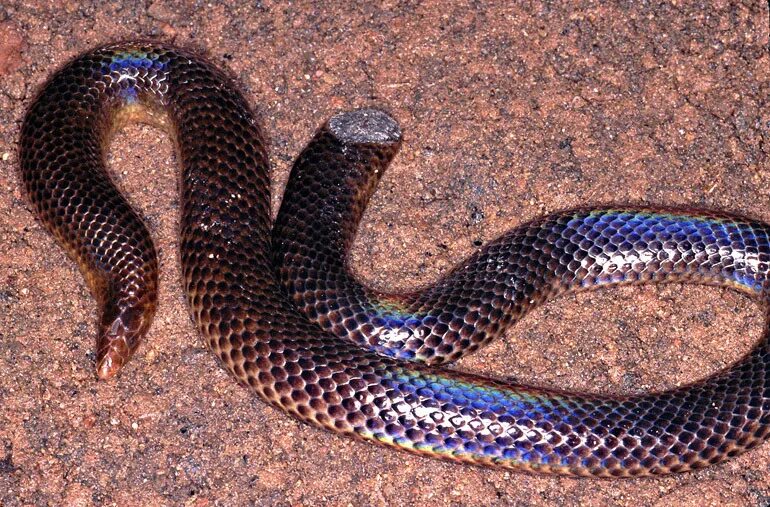 Плоские змеи фото Large Shieldtail Snake in March 2007 by Paul Freed.This extremely rare endemic S