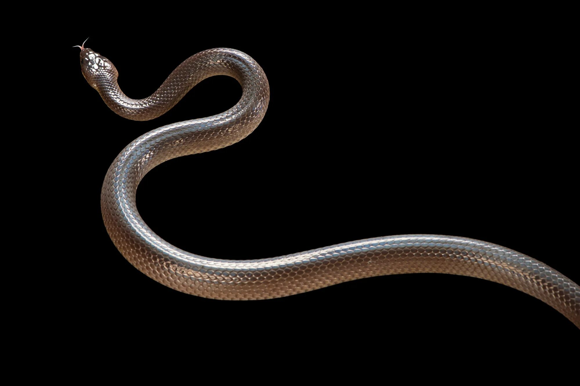 Плоские змеи фото Fine Art Prints From Joel Sartore - Joel Sartore