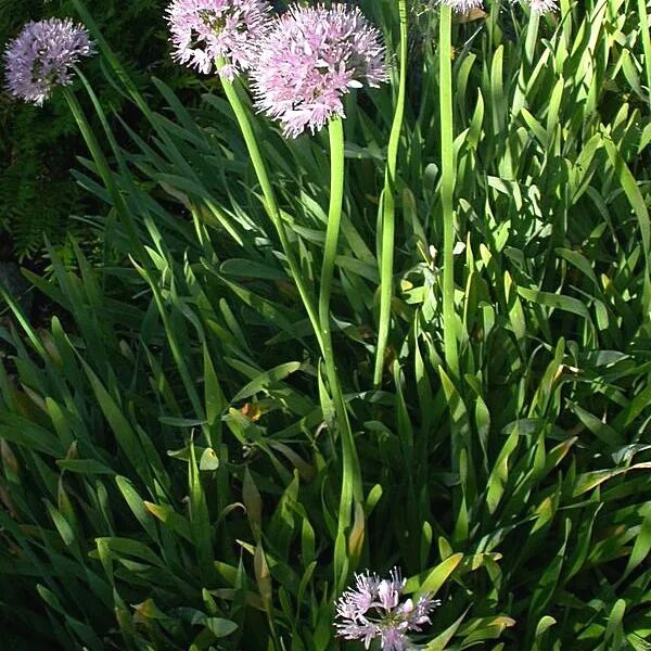 Плоский лук фото Лук декоративный, или аллиум (Allium)