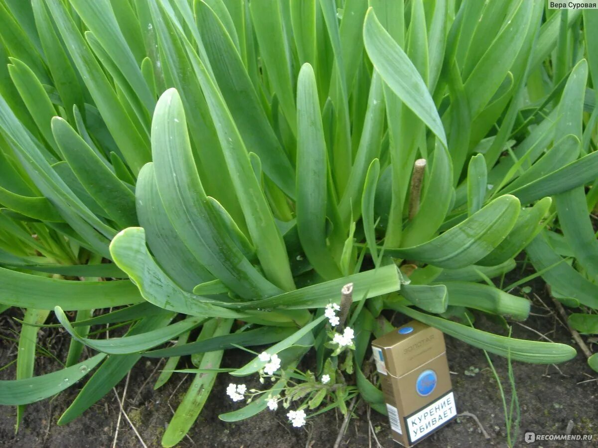 Плоский лук фото Лук-слизун, Лук поникающий / Allium nutans - "До 200 листьев на растении! Лук дл