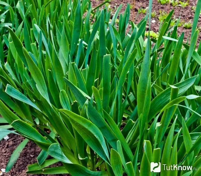 Плоский лук фото Многолетний лук-слизун Plants, Garden