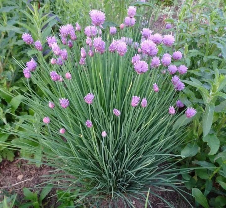 Плоский лук название многолетний фото allium-schoenoprasum-curly-mauve Интернет-магазин цветов и растений PlantShip