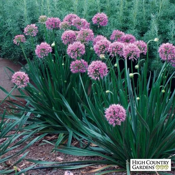 Плоский лук название многолетний фото Allium Millenium Plants, High country gardens, Perennial plants