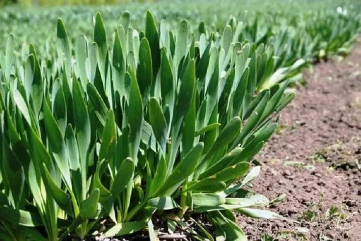 Плоский лук название многолетний фото Лук-слизун - Огородные хитрости Vegetable seed, Heirloom seeds, Seeds