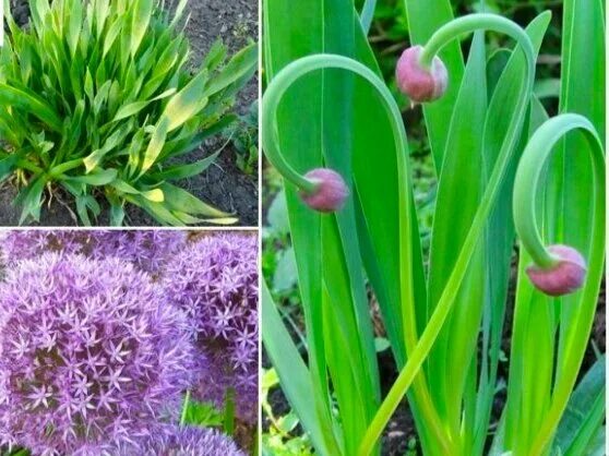 Плоский лук название многолетний фото Торжество весенней зелени Ложки-плошки-поварешки! Дзен