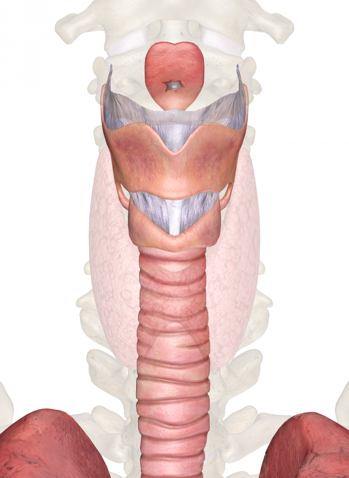 Плоский рак горла фото Larynx Clinic Anatomy, physiology, Anatomy, Muscles of the neck