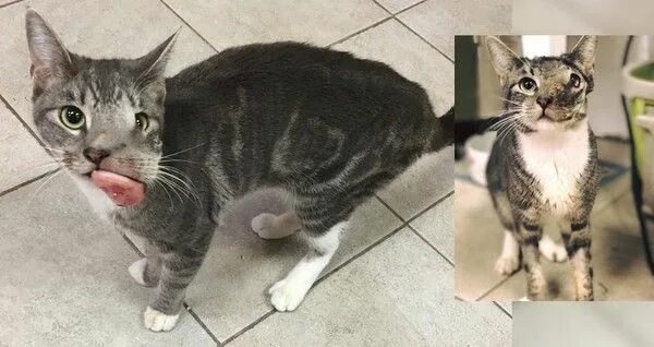 Плоскоклеточный рак у кошек фото Cat with Baseball Sized Tumor Gets Her Beautiful Smile Back (with Updates) (With