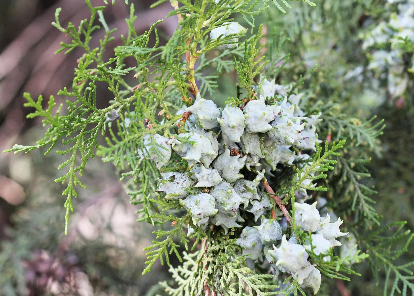 Плосковеточник восточный фото Platycladus orientalis - Image of an specimen - Plantarium