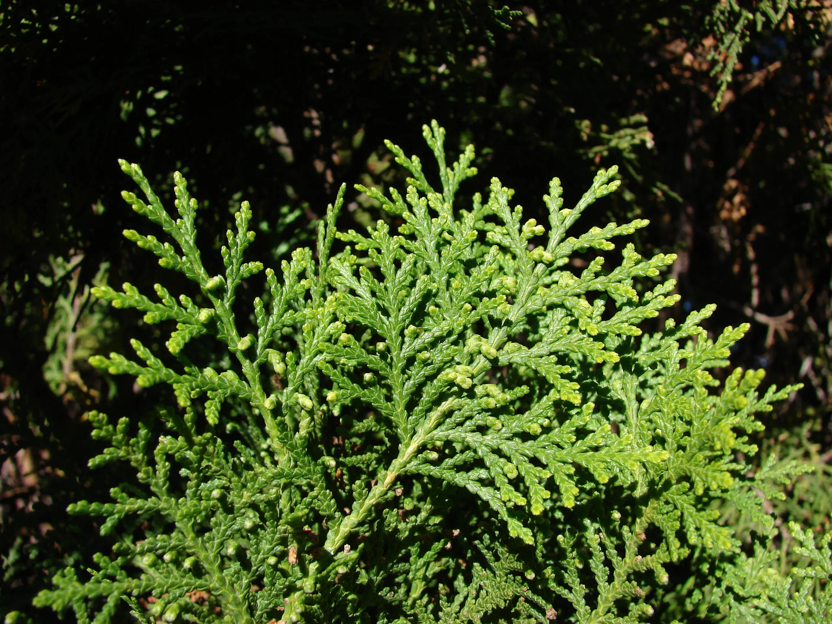 Плосковеточник восточный фото Файл:Starr 071024-9697 Thuja sp..jpg - Википедия