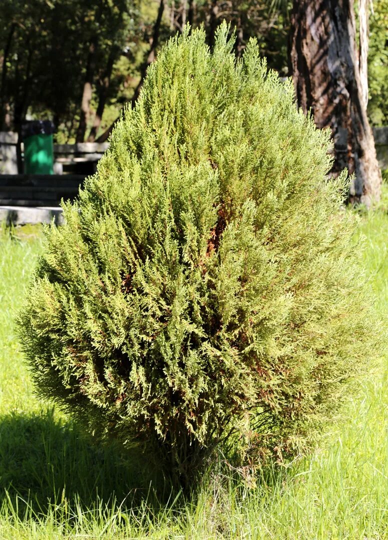 Плосковеточник восточный фото Platycladus orientalis - Image of an specimen - Plantarium