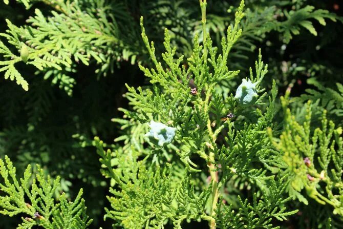 Плосковеточник восточный фото Lebensbaum (Thuja) Xenophora