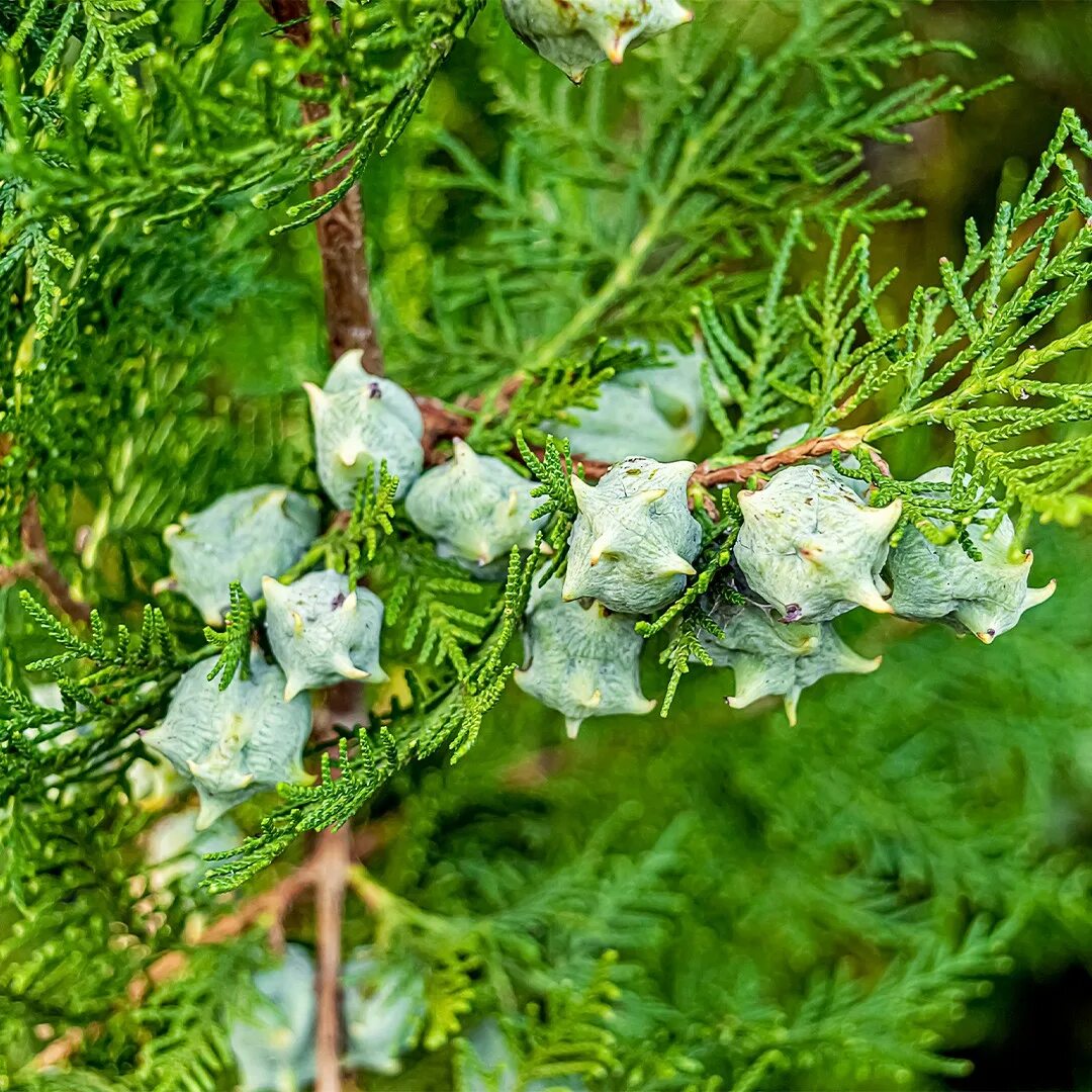 Плосковеточник восточный фото Is Arborvitae Toxic To Dogs Store www.cifroclub.ru
