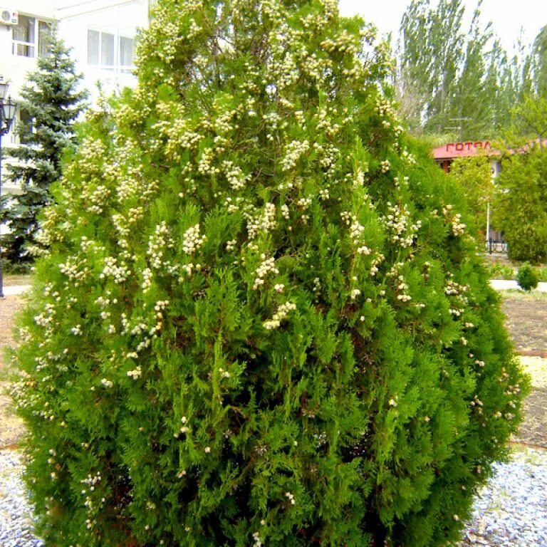 Плосковеточник восточный фото Саженцы (рассада) Земляника Хоней (Фриго) купить в Бахмуте (Артемовск)