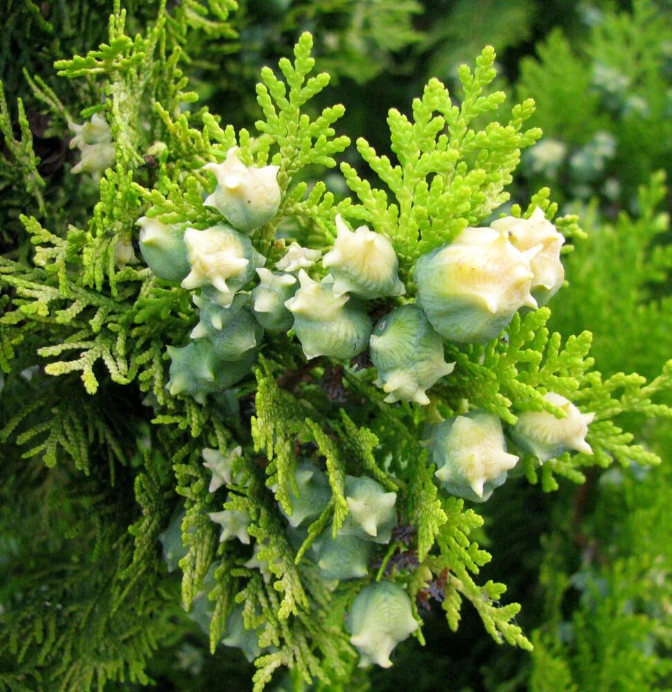Плосковеточник восточный фото Platycladus orientalis - Image of an specimen - Plantarium