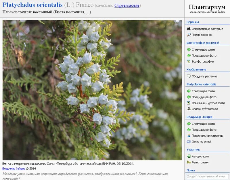 Плосковеточник восточный описание и фото Ответы Mail.ru: Что это за вид хвойного дерева с шиповатыми шишками?