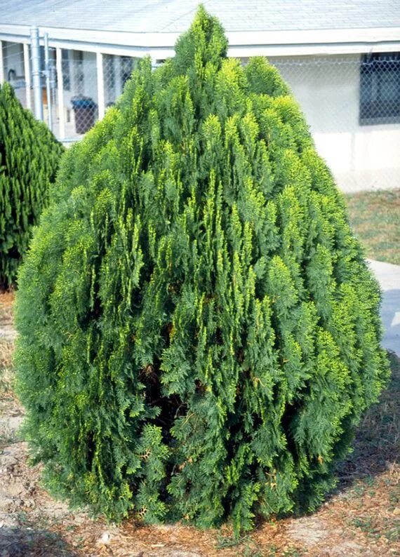 Плосковеточник восточный описание и фото ต น ส น แ ผ ง Tree seeds, Porch plants, Planting flowers