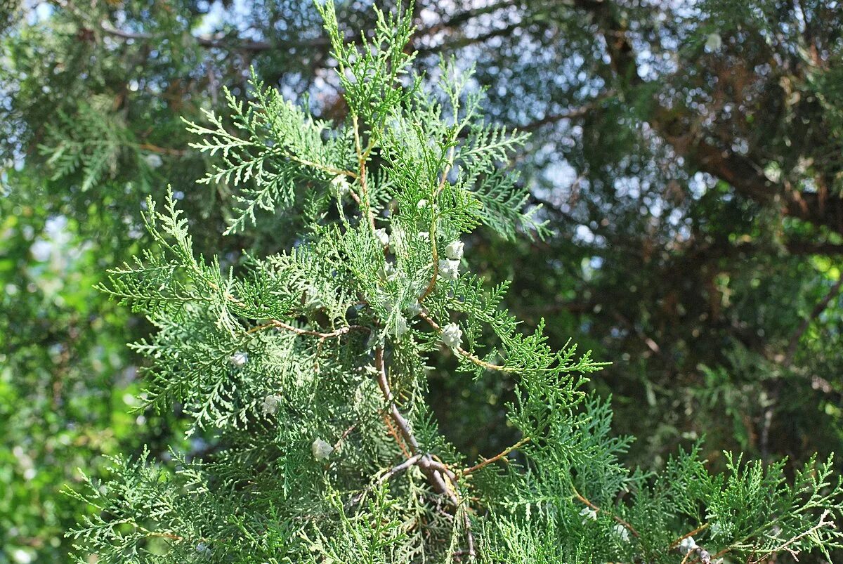 Плосковеточник восточный описание и фото Platycladus orientalis - Wikispecies