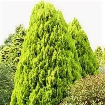 Плосковеточник восточный описание и фото Плосковеточник восточный "Pyramidalis Aurea" Пирамидалис Ауреа купить в питомник