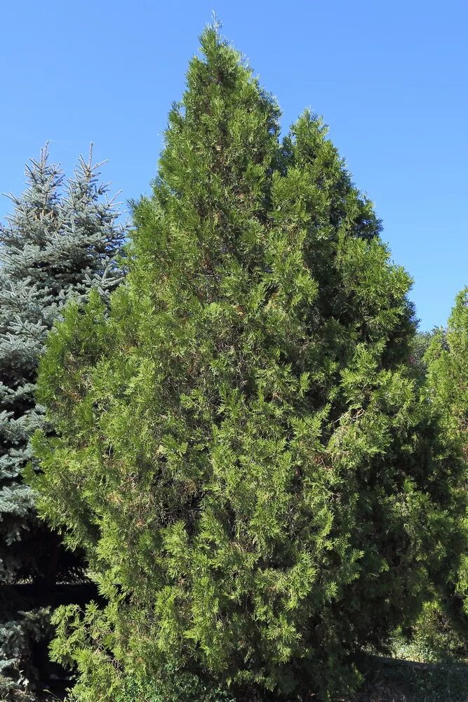 Плосковеточник восточный описание и фото Platycladus orientalis - Image of an specimen - Plantarium