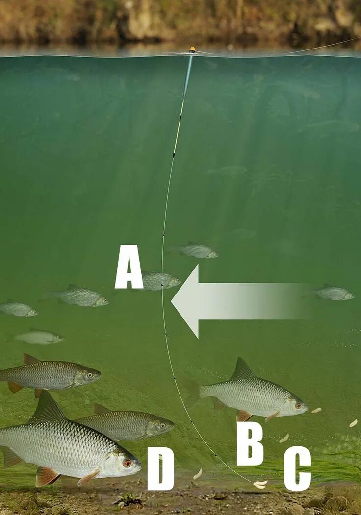 Плотва на течении оснастка Roach Fishing Rig Fishing rigs, Rigs, Fish