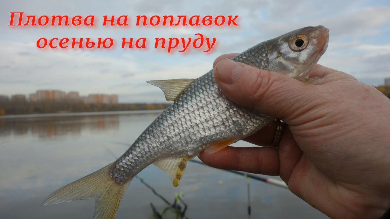 Плотва осенью на поплавок на что ловить Рыбалка. Плотва на поплавок осенью на пруду - YouTube