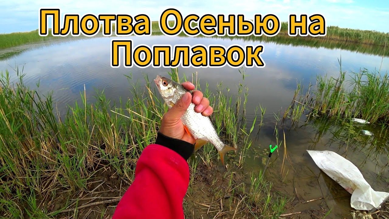Плотва осенью на поплавок на что ловить Плотва Осенью на Поплавок - YouTube